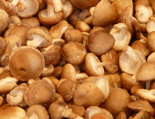 Is Shiitake gezond?